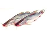 Ayer Fish Medium (2-2.900)kg
