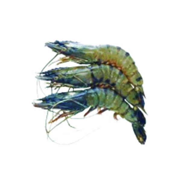 Bagda Chingri (Shrimp) 20-30 pcs ±30 gm