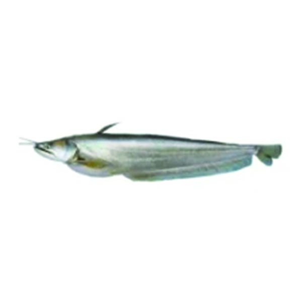 Boal Fish (2-2.999)kg/pc