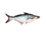 Pangas Fresh Local Cultured(1.5-2kg/pcs  ± 50gm