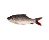 Rui Fish (4kg +/Pc)