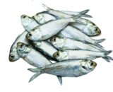 Chapila Fish