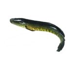 Shoal Fish 400-600gm/pc ± 30gm