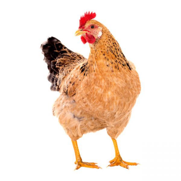 Live Whole Shonali Chicken (Processed) 1.5-2 kg/pcs ± 50 gm